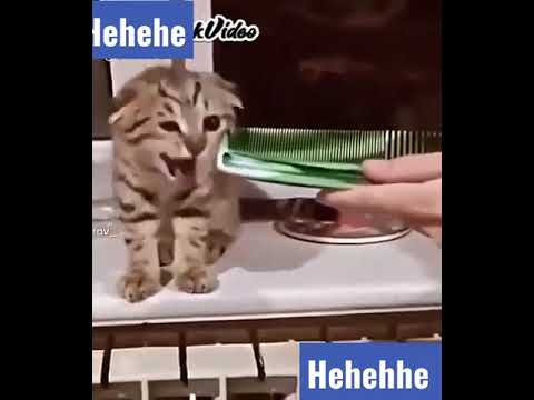 #shorts#2951  funny kitten   funny kitten reaction #shorts
