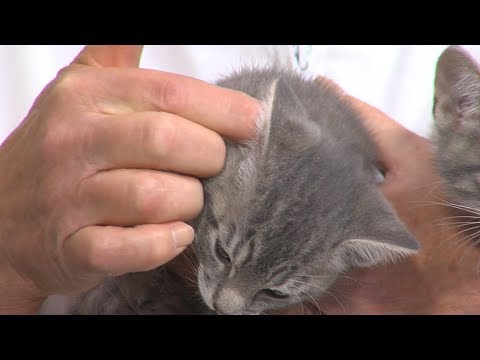 Ear Infections in Cats - Pet Doctor