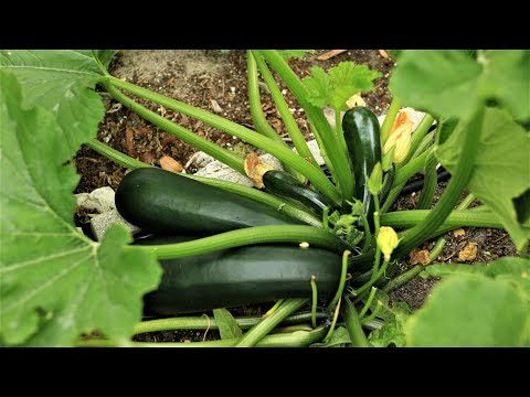 image-What time of year do you plant zucchini?