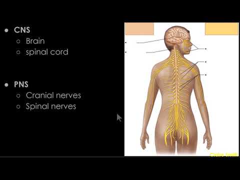 BI207 Lab 12 -  Spinal Cord & Spinal Nerves