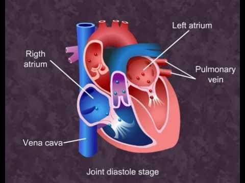 Cardiac Cycle - Body Fluids and Circulation- Class XI (Meritnation.com)