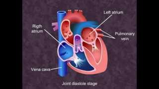 Cardiac Cycle - Body Fluids and Circulation- Class XI (Meritnation.com)
