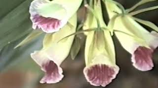 preview picture of video 'Orquídeas galeandra, dendrobium nobile, orchid, Centro Oeste brasileiro, Mato Grosso do Sul,'