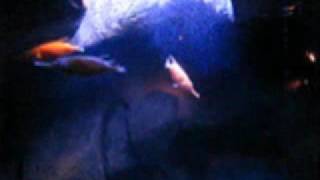 Oceanium Lissabon 2009