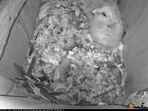 Early Morning Frog Delivery At Barred Owl Box – April 19, 2019