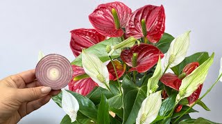 🔥 Nur ein Stück Zwiebel! Anthurium und Spathiphyllum werden wie verrückt blühen