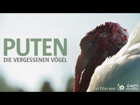 Puten - Die vergessenen Vögel