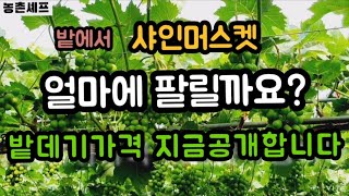 #샤인머스켓판매금액 #샤인머스켓재배기술노하우 #농협경매소매밭데기밭거래