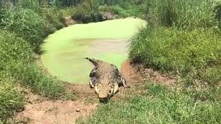 Wild crocodile hunts for food! Don&#39;t be near not even far just stay out his way
