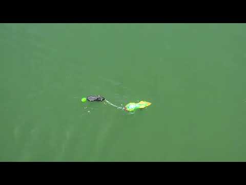 Tandem Rat Swim Action