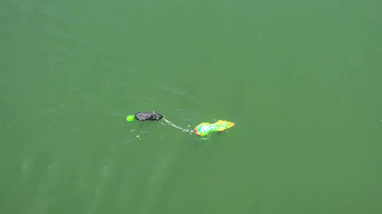 Tandem Rat Swim Action