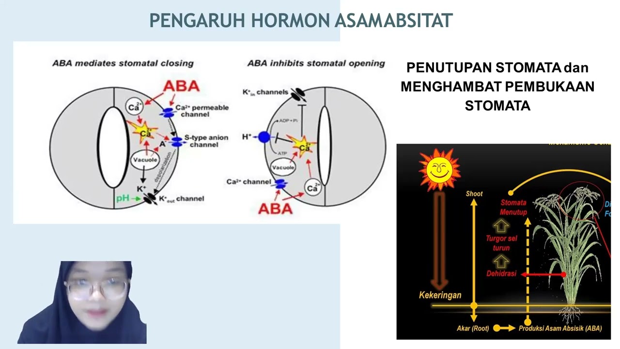 Hormon Asam Absitat (ABA)