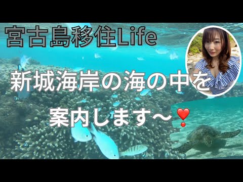 Mudança para Miyakojima ☆ Guia para o mar da costa de Shinshiro ✨