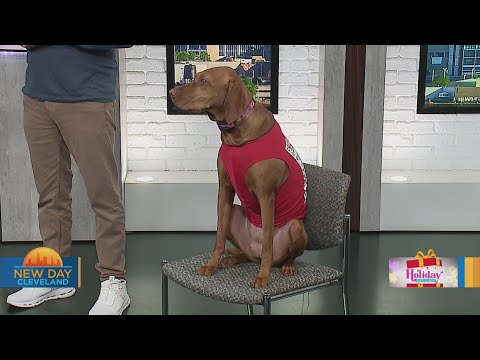 New Day Cleveland: Sit Means Sit Dog Training - YouTube