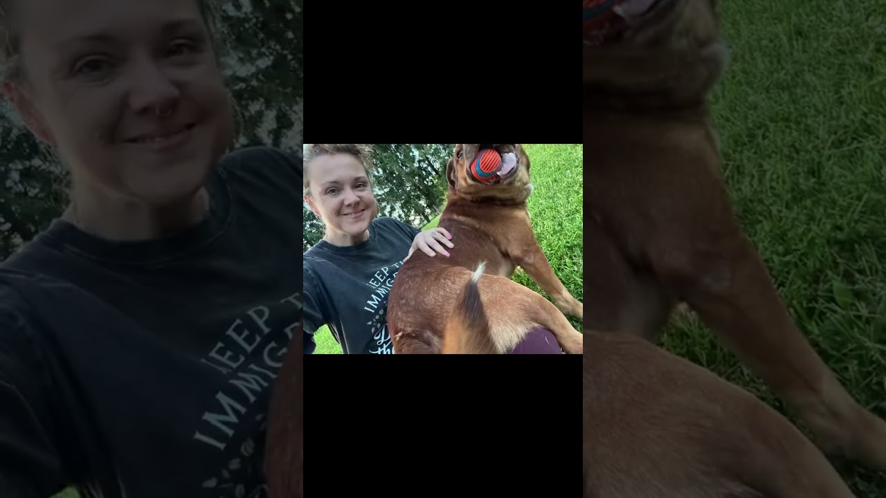 HEINZ, a ADOPTABLE mixed breed in Chapel Hill, NC video 6/6