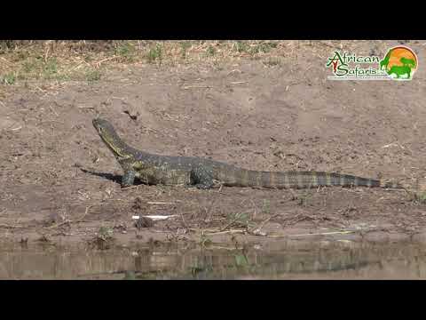 Nile Monitor Lizards