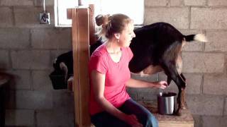 How to Milk a Goat