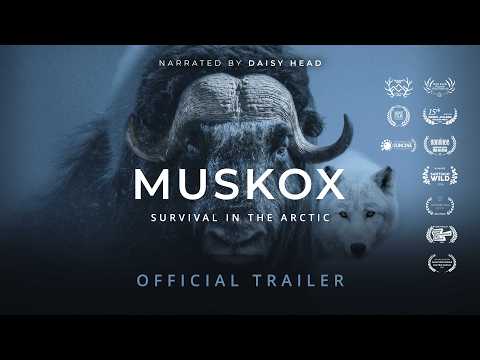 MUSKOX | Official Trailer - Stay Wild Studio