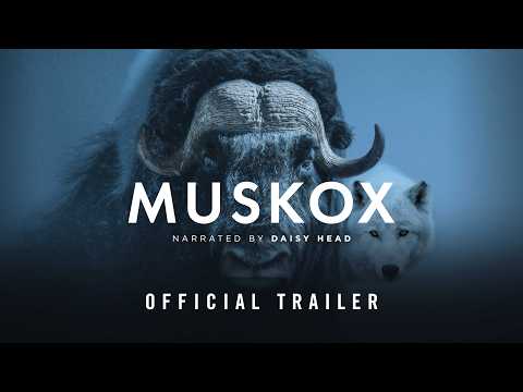 MUSKOX | Official Trailer - Stay Wild Studio
