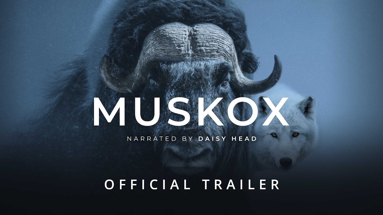 MUSKOX | Official Trailer - Stay Wild Studio