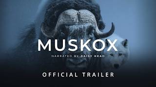 MUSKOX | Official Trailer - Stay Wild Studio