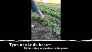 Høstemelding uke 22