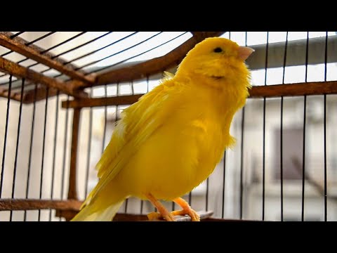The legendary Yellow Canary starts singing again !