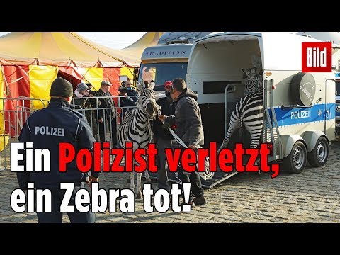 Sie brachen aus einem Zirkus aus: Polizei jagt vier Zebras quer durch Dresden