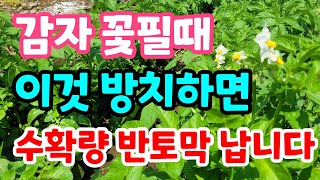 감자 꽃필때 해야할일 반드시 해야할일 수확량 반토막 납니다. 지금 확인하세요
