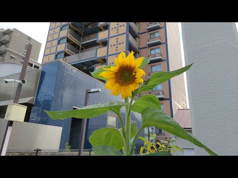 Girassóis fora de época