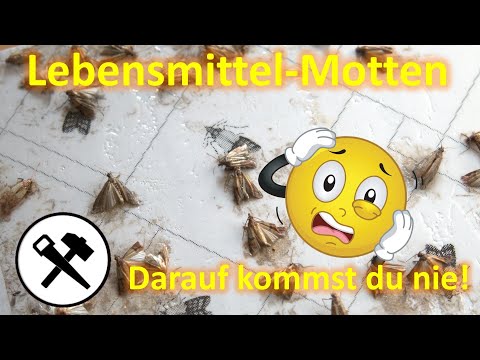 Motten schonwieder? - Hilfe bei Lebensmittelmotten -  finden  &  bekämpfen