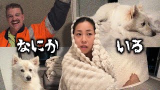 【閲覧注意⚠️】オーストラリアゴールドコーストにて死闘した記録