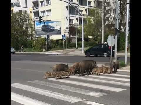 Dziki w Gdyni po pasach z pełną kulturą - 2023