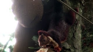 Indian Giant Squirrel eating jackfruit 