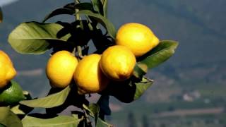 Limonero Benjamín Andes - cv