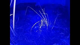 ダルマガエル観察ライブ20250923