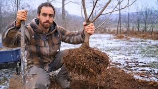 The Only Safe Way to Move Fruit Trees and Have Them Live