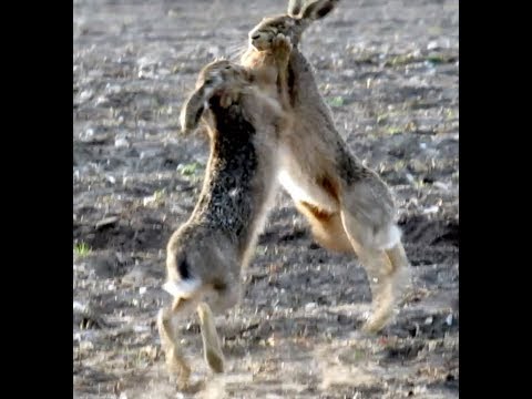 Boxing Hares