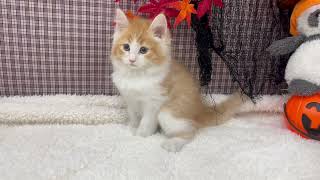 ノルウェージャンフォレストキャットの動画01