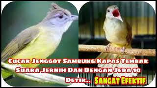 Download lagu Masteran Mewah Cucak Jenggot Sambung Kapas Tembak Dengan Jeda 10 Detik.. mp3
