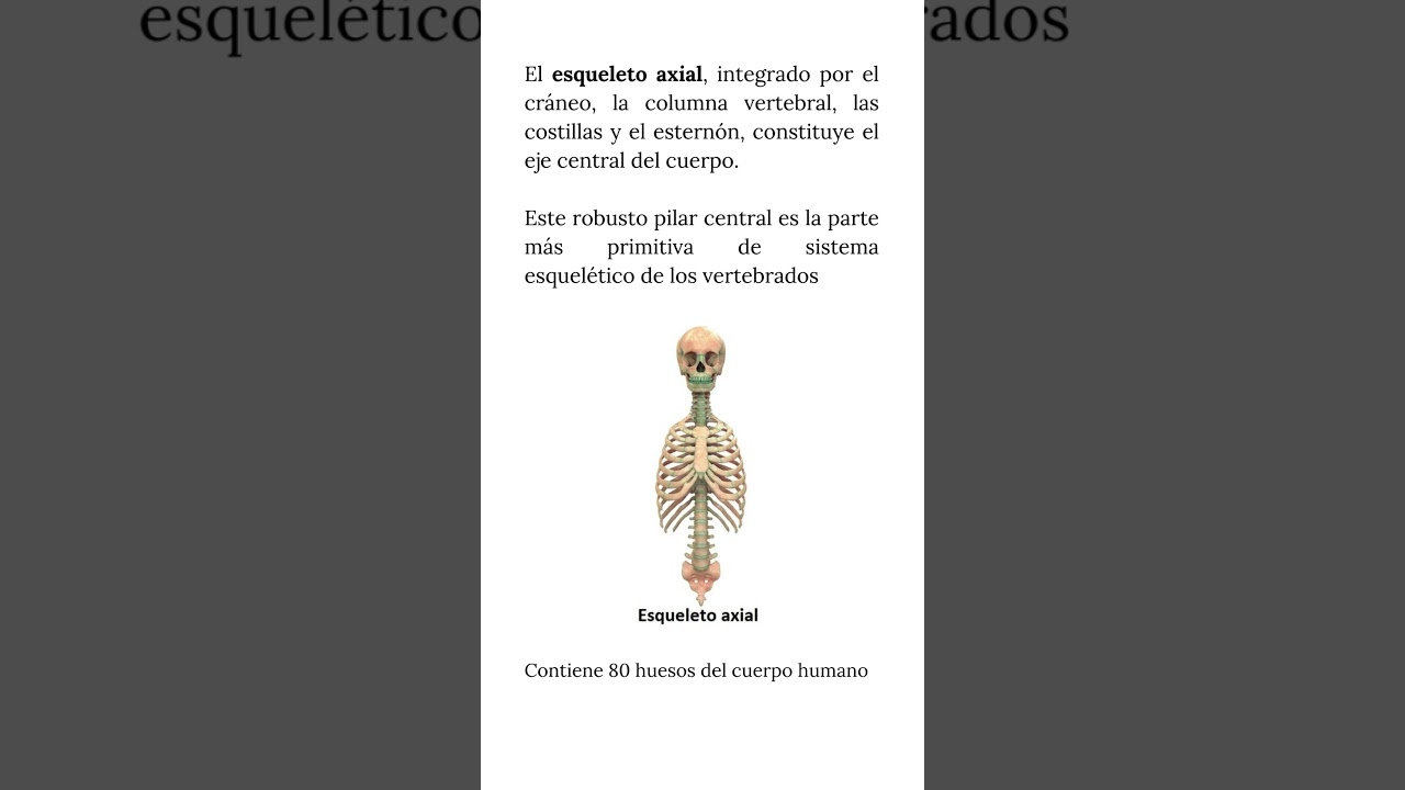 Esqueleto Axial y Apendicular | Aparato Locomotor  #anatomía #humananatomy   #anatomiahumana