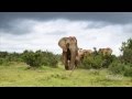 Poachers Are Killing Elephants At A Faster Rate Than They Re Born