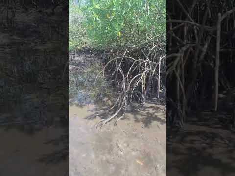 #pescaria Porto de ITAPARICA BAHIA BRASIL