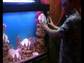 Видеоурок +бонус внутри! Оформление аквариума Псевдоморе 