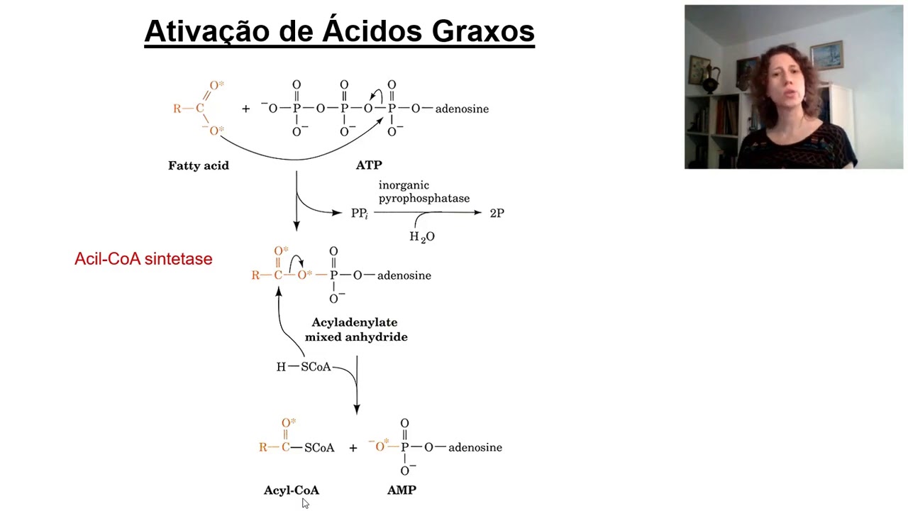 Metabolismo de Lipídeos