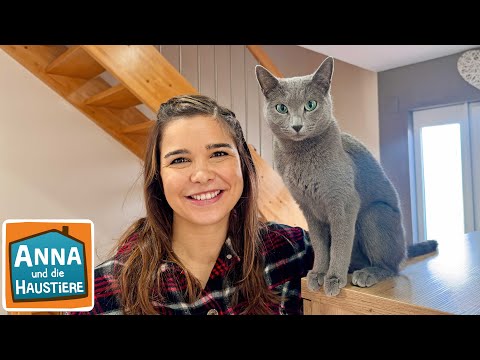 Russisch Blau | Information für Kinder | Anna und die Haustiere