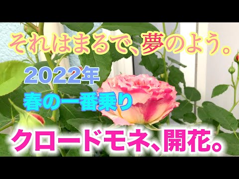 バラの装飾: 真似したい美しいアイデア 植物