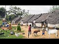 The most beautiful village life in India | Peaceful village life in India | Beautiful village life