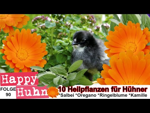 E90 Zehn Heilpflanzen für Hühner - HAPPY HUHN - Heilkräuter für die Tierheilkunde, Geflügelhaltung,