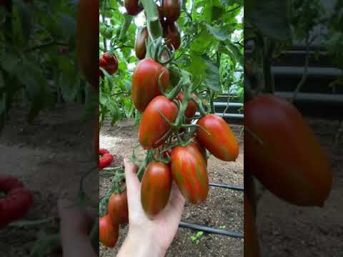 Селекционный прорыв среди сортовых томатов🍅томат Красный камуфляж | Усадьба-Семена